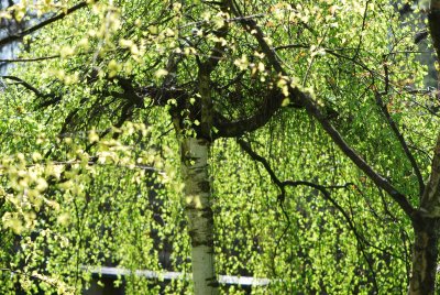 Betula pendula 'Youngii' - bříza bělokorá 'Youngii' - jarní habitus